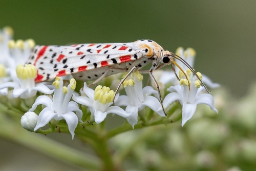 Crimson-speckled Flunkey