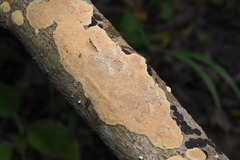 Perenniporia tenuis