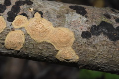 Perenniporia tenuis