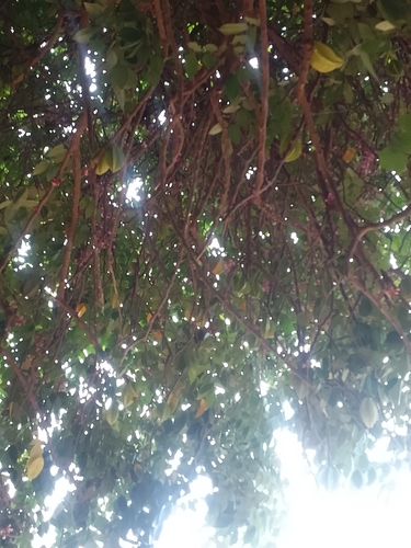 Starfruit