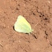 Colias alexandra alexandra - Photo (c) Lauren Harter, algunos derechos reservados (CC BY-NC-SA), subido por Lauren Harter