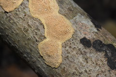 Perenniporia tenuis