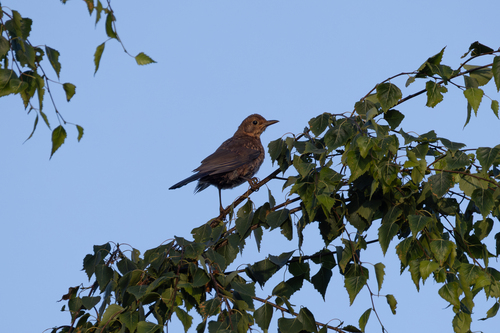 Eurasian Blackbird