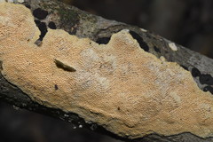 Perenniporia tenuis