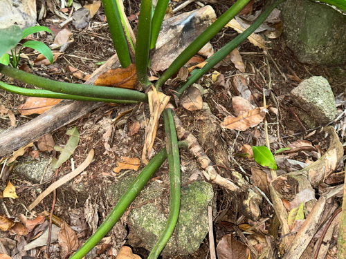 Philodendron martianum, photograph 5