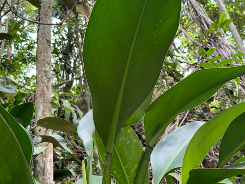 Philodendron martianum, photograph 1