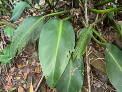 Philodendron martianum