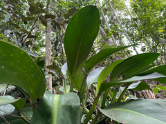 (c) topeuna, some rights reserved (CC BY) Philodendron martianum, photograph (c) topeuna, some rights reserved (CC BY)