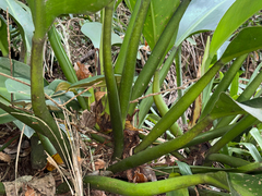 (c) topeuna, some rights reserved (CC BY) Philodendron martianum, photograph (c) topeuna, some rights reserved (CC BY)