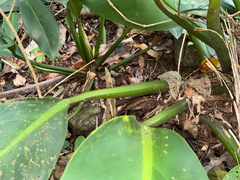 (c) topeuna, some rights reserved (CC BY) Philodendron martianum, photograph (c) topeuna, some rights reserved (CC BY)