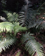Polystichum montevidense