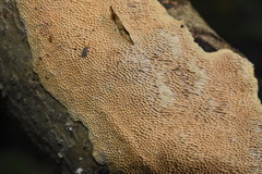 Perenniporia tenuis