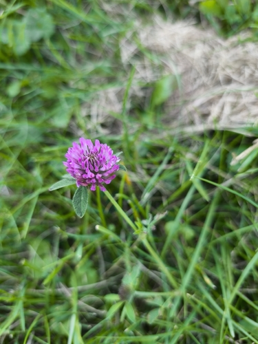Zigzag Clover