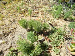 Eriospermum paradoxum