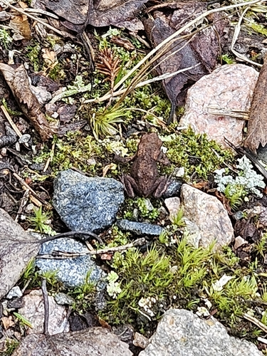 European Toad