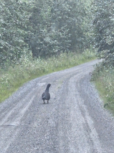 Western Capercaillie