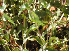 Penstemon clevelandii