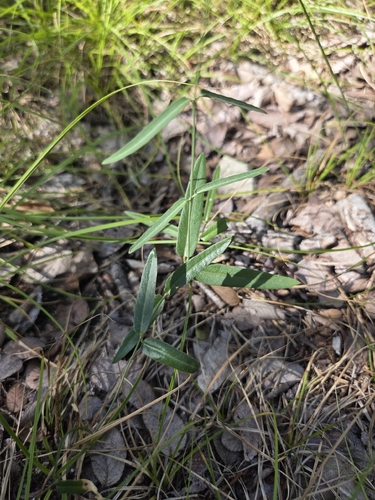Funastrum crispum