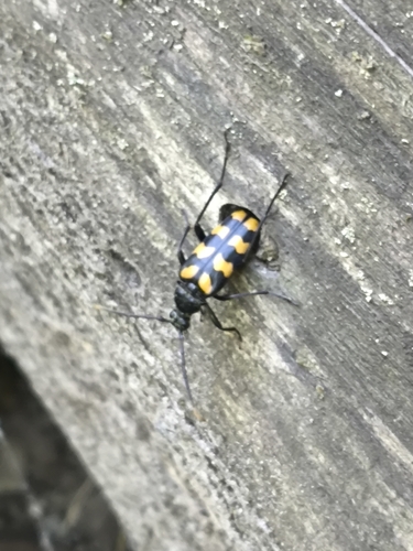 four-banded longhorn beetle