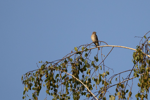 Spotted Flycatcher