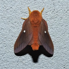 Anisota virginiensis