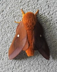 Anisota virginiensis