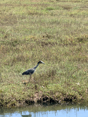 iNaturalist observation photo of Yellow-crowned Night Heron