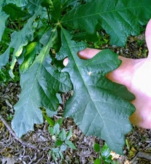 Quercus macrocarpa