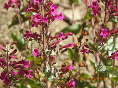 Penstemon clevelandii
