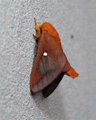 Anisota virginiensis
