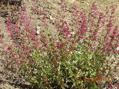 Penstemon clevelandii