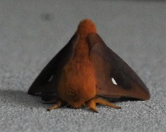 Anisota virginiensis