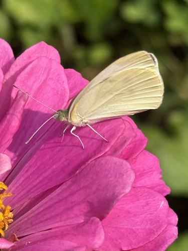 Small White