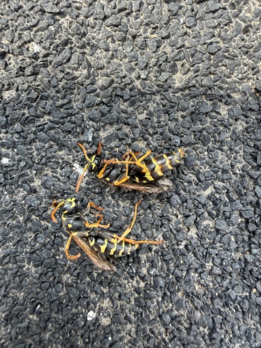 European Paper Wasp