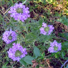 Glandularia bipinnatifida