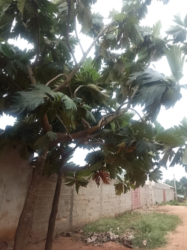 Breadfruit