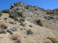 Penstemon clevelandii