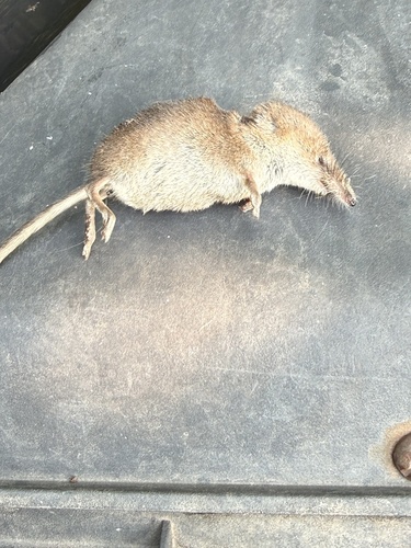 Masked Shrew observed by eaglenorland