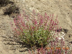 Penstemon clevelandii