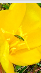 Psilothrix viridicoerulea