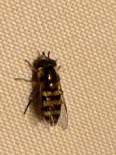 Long-tailed Aphideater Complex