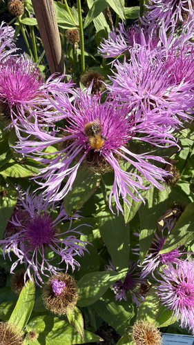 Common Carder Bumble Bee