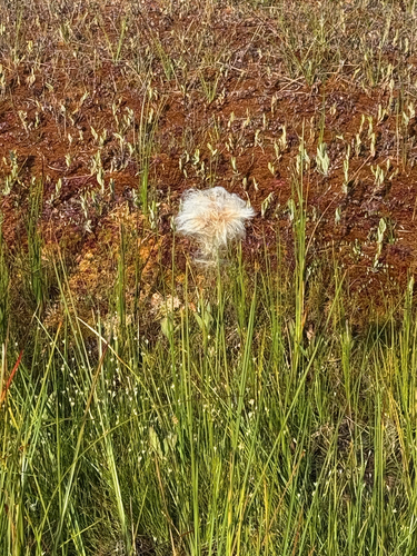 Eriophorum chamissonis, 2026-08-09
