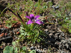 Romulea kamisensis