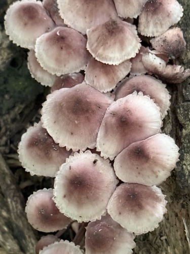 clustered bonnet