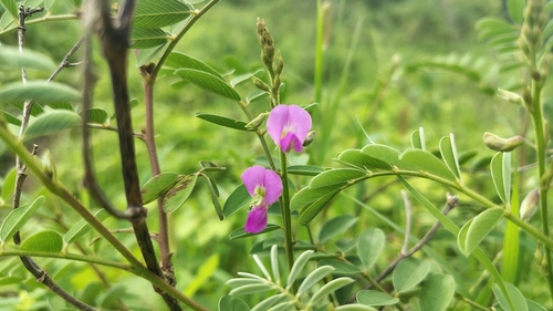 Tephrosia purpurea, photograph 3