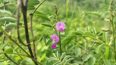 (c) Aadi Kulkarni, some rights reserved (CC BY) Tephrosia purpurea, photograph (c) Aadi Kulkarni, some rights reserved (CC BY)