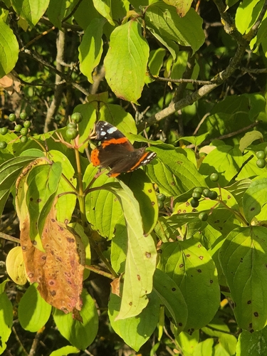 Red Admiral
