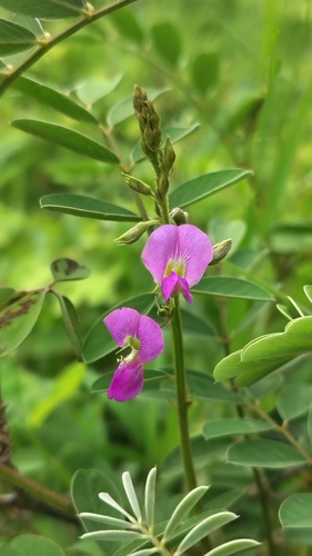 Tephrosia purpurea, photograph 4