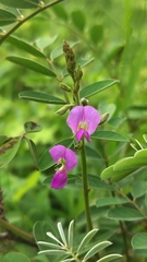 (c) Aadi Kulkarni, some rights reserved (CC BY) Tephrosia purpurea, photograph (c) Aadi Kulkarni, some rights reserved (CC BY)